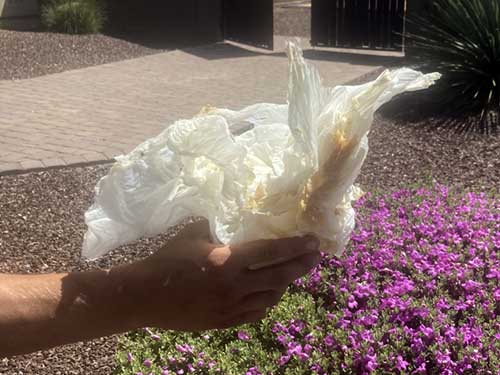 Trash Bag Removed From Pool Suction Line Trash Bag Removed From Pool Suction Line